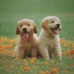 DNA Test für Hunde zur Rassebestimmung