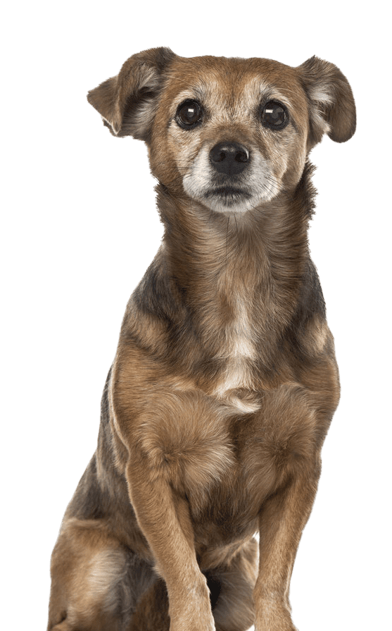 DNA Test Hundemischung