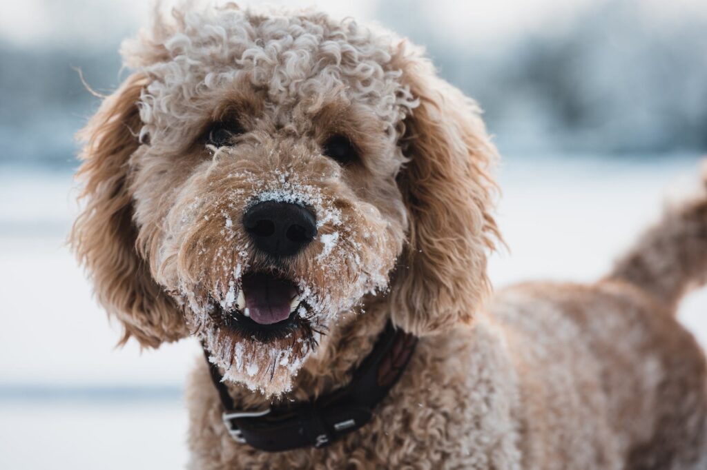 close up photo of a dog with snow